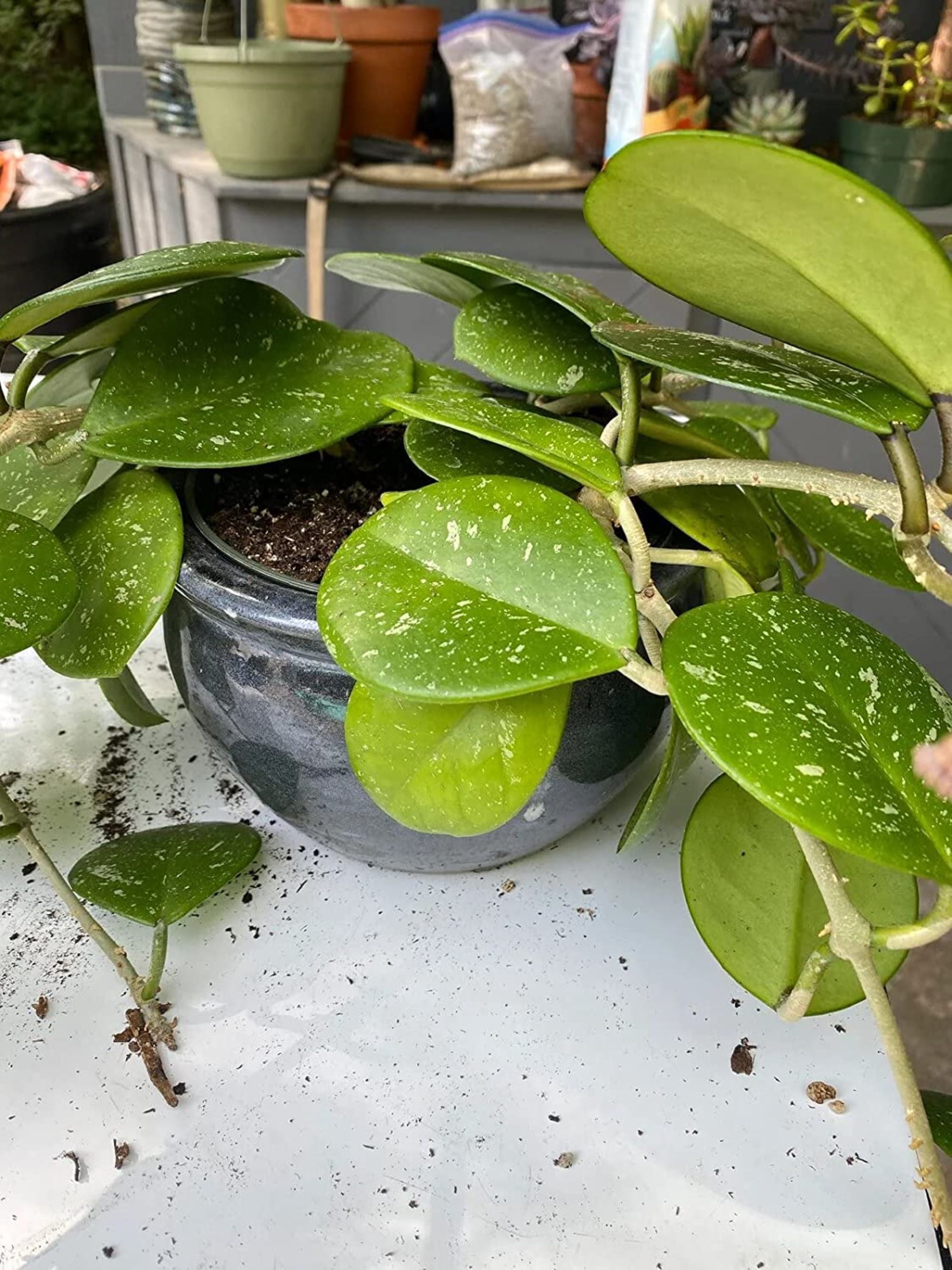 Gardenera Hoya Plant Premium Potting Mix - 20 Quart - Optimal Balance for Thriving Hoyas: Air, Moisture, and Nutrient Retention