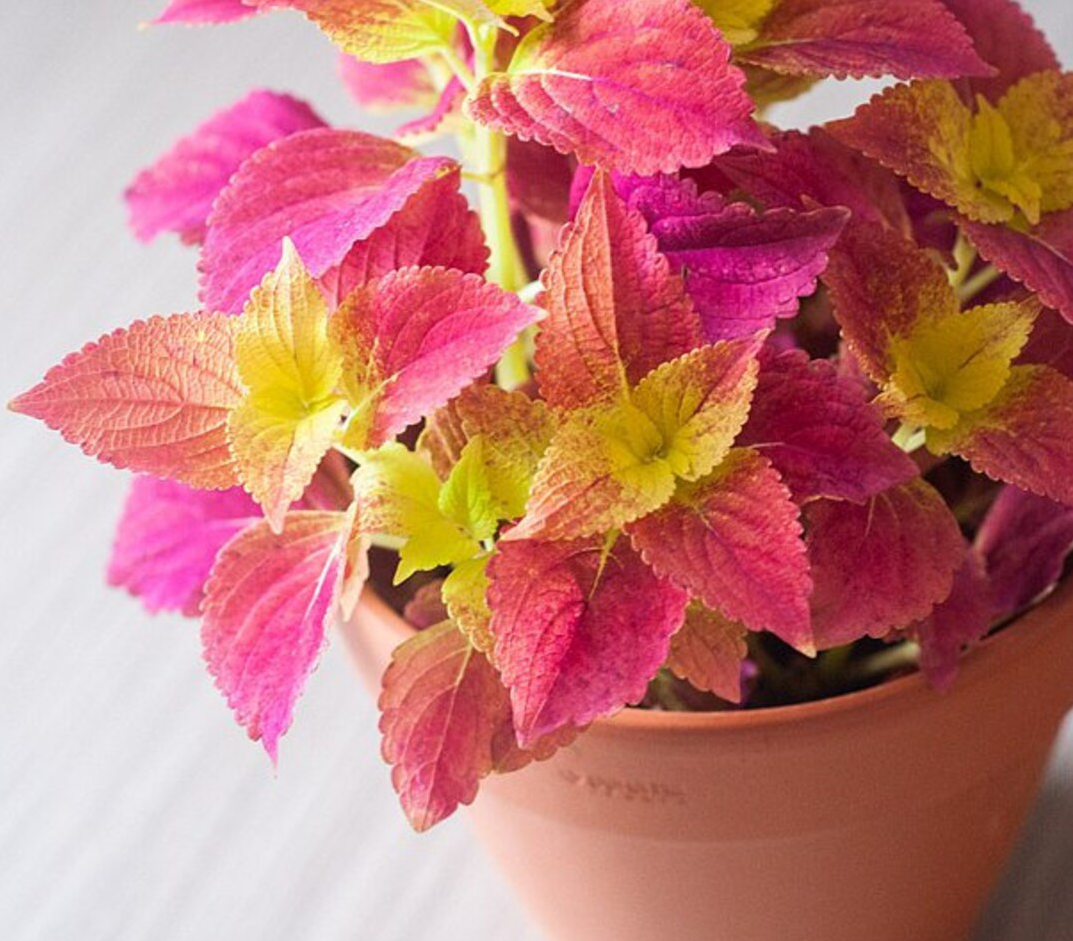 Pack of 3 Alabama Sunset Coleus Live Starter Plant for Planting, Rare Fast Growing Plants, Multicolored Bloom, 4-8 Inch Tall, No Ship Pot