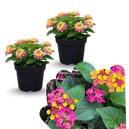 Pink to Red Lantana Outdoor Live Plant, Flowering Garden Shrub, Vibrant Lantana Live Plant for Garden Patio