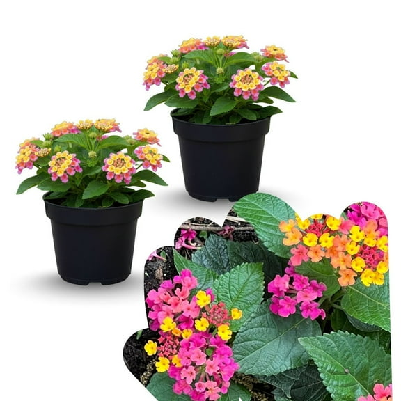 Pink to Red Lantana Outdoor Live Plant, Flowering Garden Shrub, Vibrant Lantana Live Plant for Garden Patio