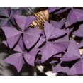 thumbnail image 2 of Purple Rain Oxalis Purple Shamrock Plant in a 4 inch pot, 2 of 3