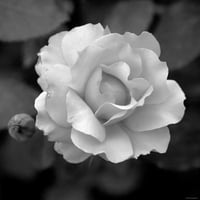Sweet Rose II White Flower Black and White Close-up Photo Print Wall Art By Nicole Katano
