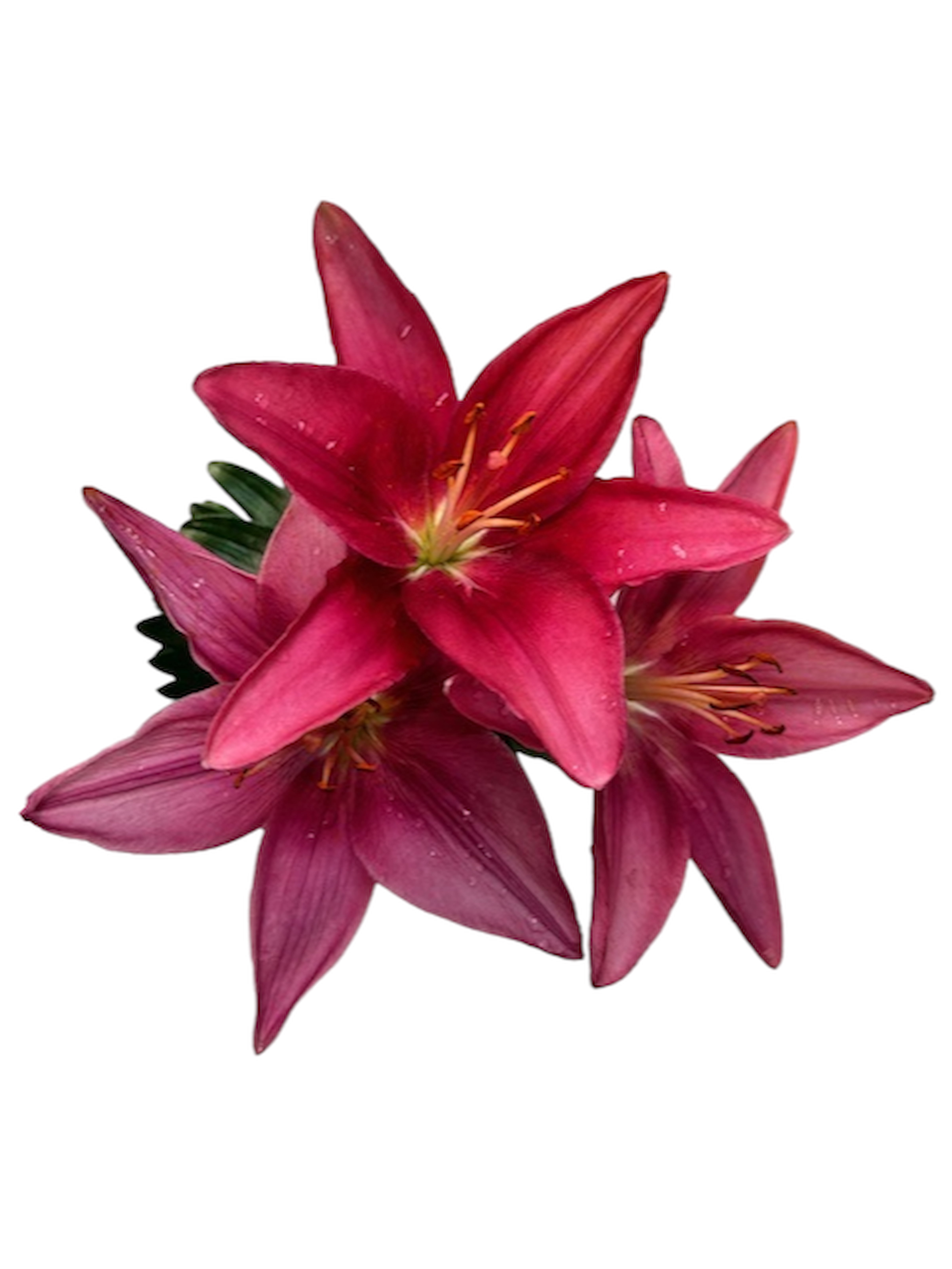 Expert Gardener Outdoor Live Plant Asiatic Lily Tiny Pearl Pink
