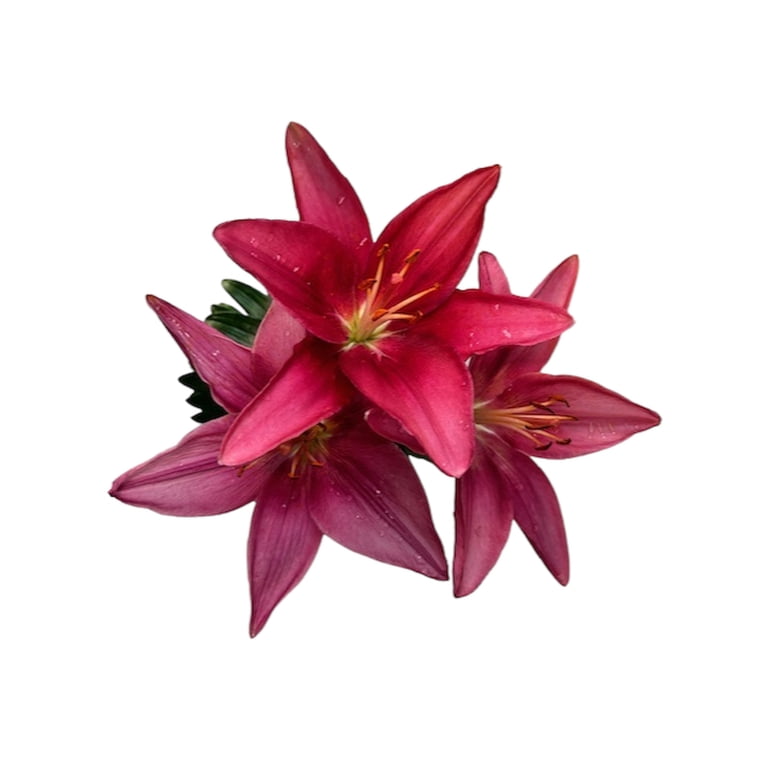 Expert Gardener Outdoor Live Plant Asiatic Lily Tiny Pearl Pink 1QT, Full  Sun - Walmart.com