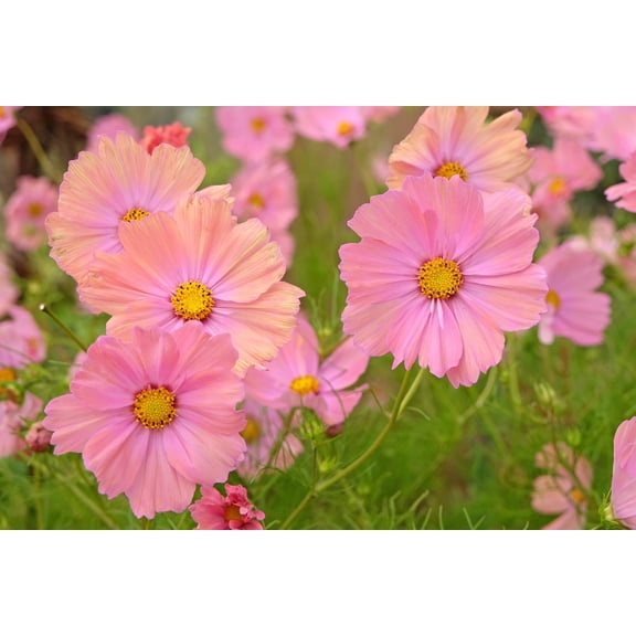 20 APRICOTTA COSMOS Bipinnatus Apricot  Rose Pink Bicolor Flower Seeds