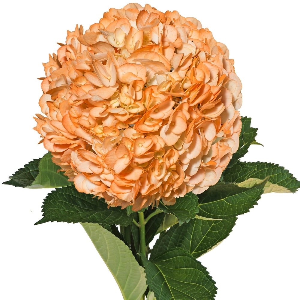 Airbrushed Orange Hydrangeas Fresh Cut 15 Stems