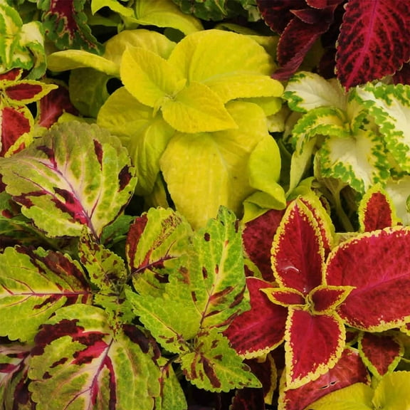 Rainbow Mix Coleus Seeds - .25 Oz - Decorative & Ornamental House & Garden Plant Seeds - Solenostemon scutellarioides