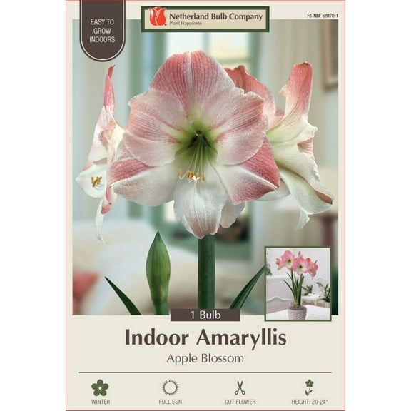 Apple Blossom Giant Dutch Amaryllis Bulb - 34/ cm Bulb - One Bulb