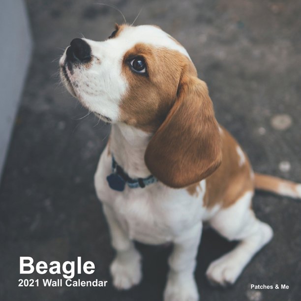 Beagle 21 Mini Wall Calendar Collection Of The Cutest Photos To Melt Your Heart Paperback Walmart Com