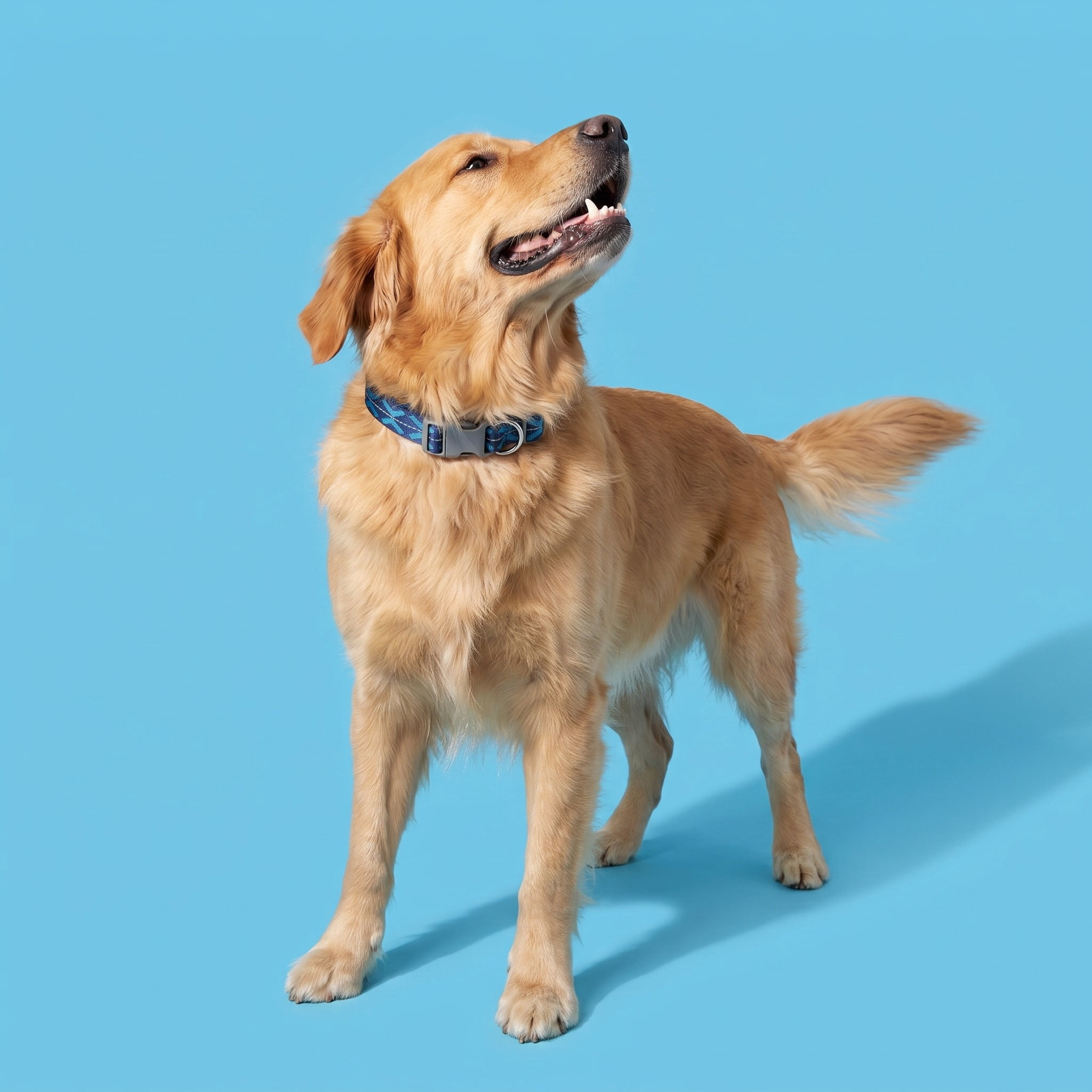 Vibrant Life Reflective Adjustable Dog Collar, Blue, L