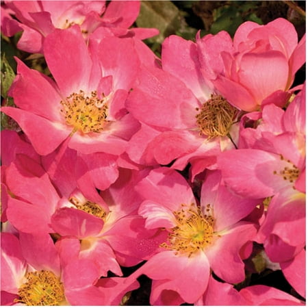Pink Drift Rose, Groundcover Shrub, Live Plants (Best Ground Cover Plants For North Carolina)