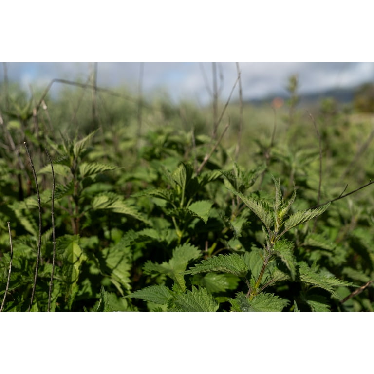 Plant Good Seed Stinging Nettle Seeds, Perennial, Full Sun Part Shade,  Herbal Tea and Fiber - Walmart.com