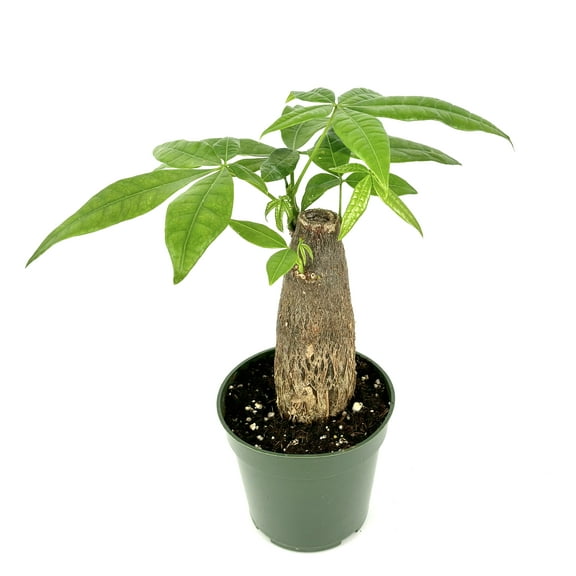 Money Tree Pachira Stump Bonsai House Plants, 4" pot