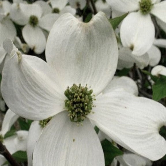 Cherokee Princess White Dogwood Live Tree-1 Gallon