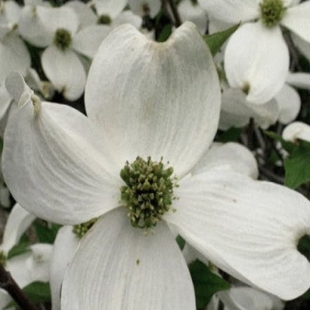 Cherokee Princess White Dogwood Live Tree-1 Gallon