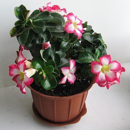 Desert Rose plant, Blooms - Easy Care,-Beautiful holiday decorations,Garden Planting, Fast Grow, No Watering Needed, Sweet and charming,