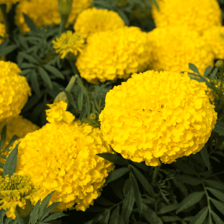 Marigold Plant Live, Fragrant Yellow Marigold Live Plant, 2 Pcs in 4 Inch Pot, Bright Blooming Annual for Landscaping, Zones 2 to 11