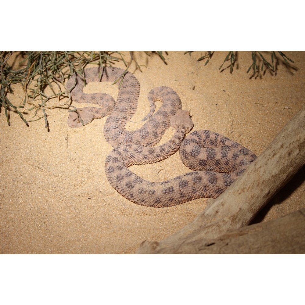 Snake Brown Snake Species Close Horn Viper12 Inch By 18 Inch Laminated