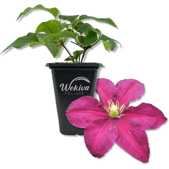Clematis Niobe - Live Starter Plant in a 2 Inch Growers Pot - Starter Plants Ready for The Garden - Rare Clematis for Collectors