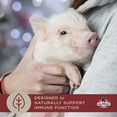 thumbnail image 5 of Kalmbach Feeds Squeals of Joy 16% Mini Pellet Food for Mini Pigs, 25 lb, 5 of 7