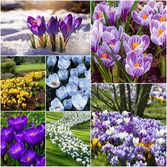Van Zyverden Lilies Mammoth Tall Lilies Empoli Set of 7 Bulbs
