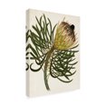 thumbnail image 2 of Trademark Fine Art 'Antique Protea III' Canvas Art by Unknown, 2 of 4