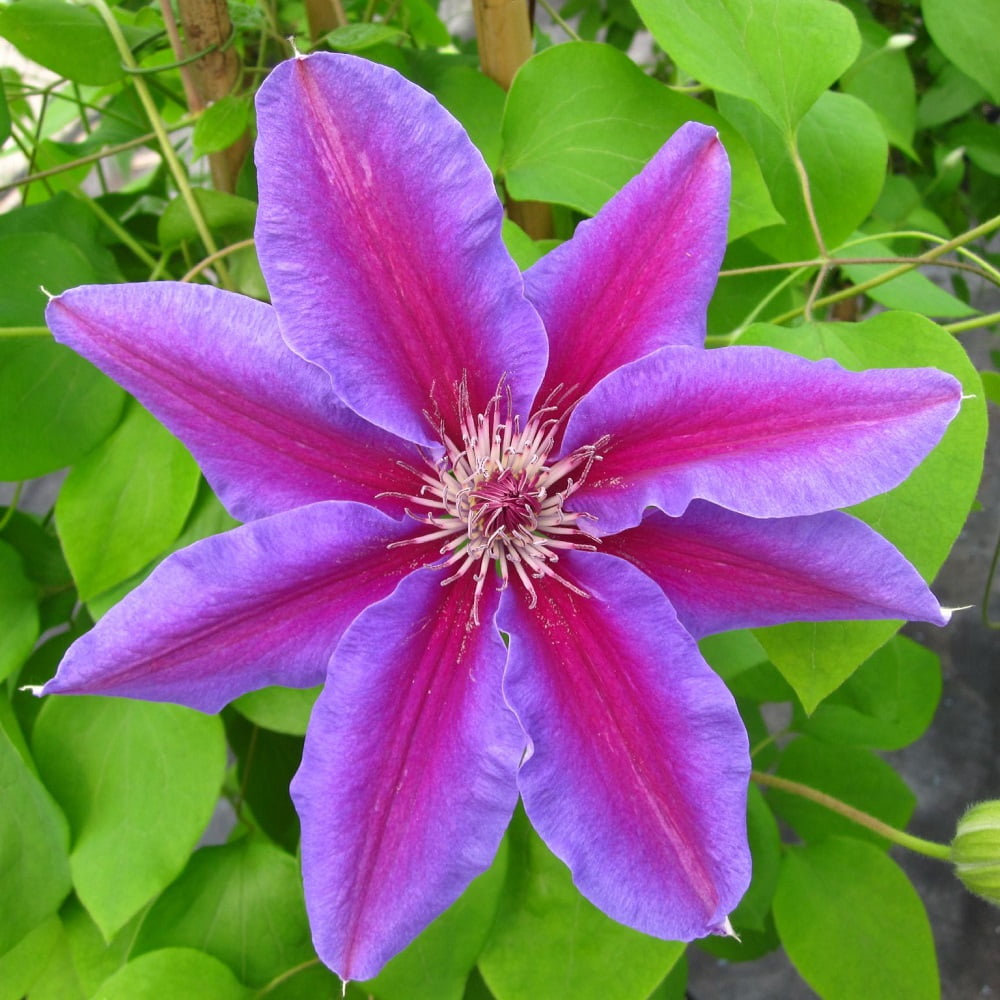 Wekiva Foliage - Clematis Fireworks - Live Plant in a 4 inch Growers Pot - Clematis 'Fireworks' - Starter Plants Ready for The Garden - Beautiful Deep Pink and Purple Flowering Vine