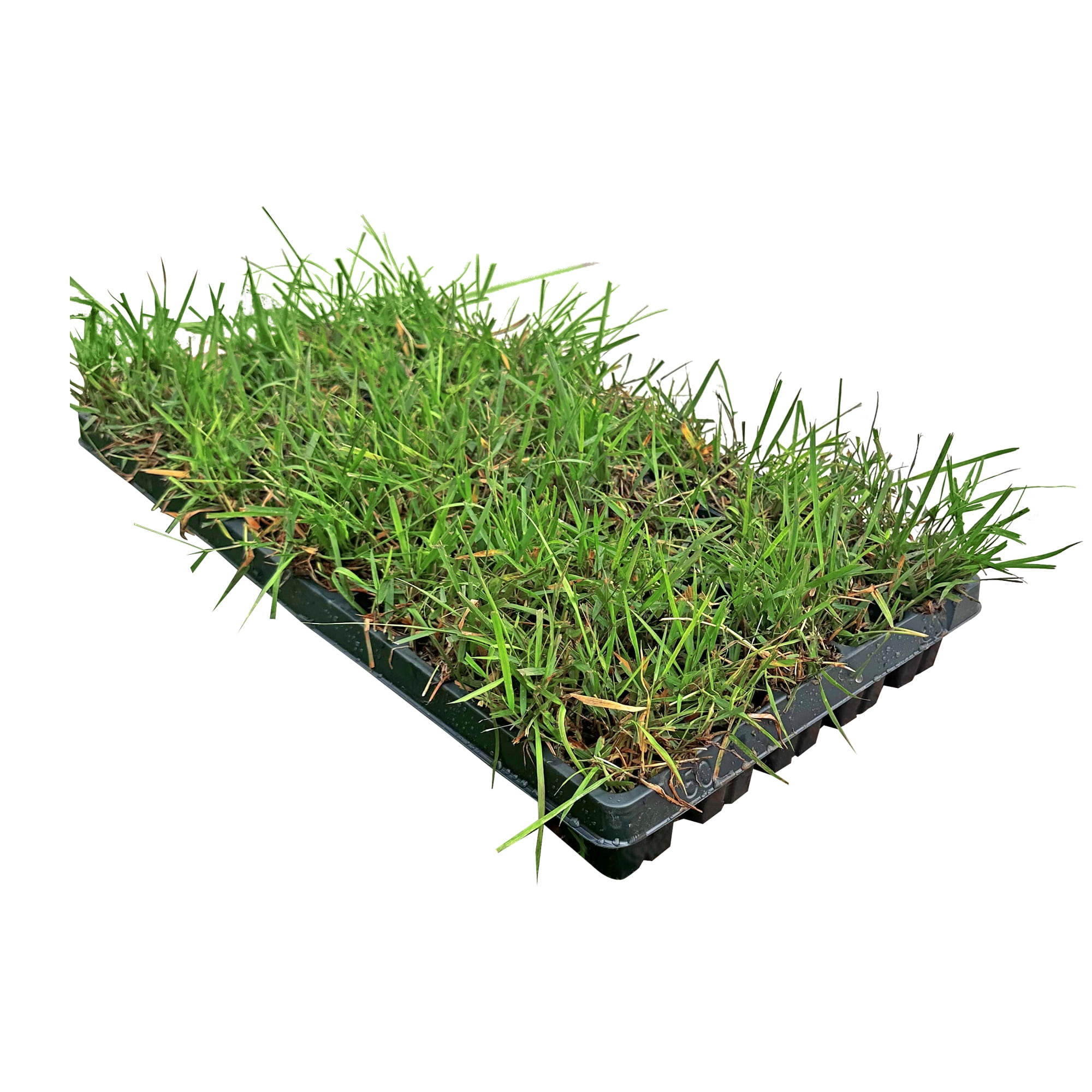 Zoysia Grass Plug, Shade Grass, Superior to, Zoysia Grass Seed, Grass