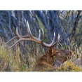 thumbnail image 3 of Fitzharris, Tim 24x19 Black Modern Framed Museum Art Print Titled - Bull elk-Colorado, 3 of 5