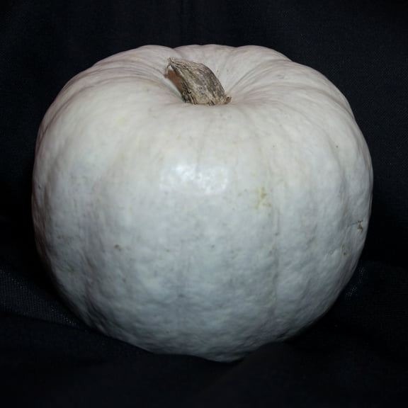 Pumpkin Seeds - White Queen - 1 Oz ~225 Seeds - Cucurbita pepo - Farm & Garden Vegetable Seeds - Non-GMO, Heirloom, Open Pollinated, Annual