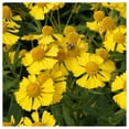 thumbnail image 2 of Everwilde Farms - 1/4 lb Autumn Sneezeweed Native Wildflower Seeds - Gold Vault Bulk Seed Packet, 2 of 4
