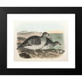 thumbnail image 2 of Daniel Giraud Elliot 18x14 Black Modern Framed Museum Art Print Titled - Arctic Sharp Tailed Grouse (1865), 2 of 5
