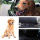 thumbnail image 3 of Zhuge Fundas para asientos de coche para perros: cesta de viaje resistente al agua y duradera para asiento trasero de coche para perros,protectora para asiento trasero de coche para un perro para, 3 of 5