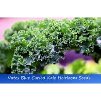 Vegetable SEEDS- -Vates Blue Curled Kale -50 Heirloom Seeds -All Natural  -Classic Flavorful Vegetable- Garden Heirloom - Serendipity Seeds