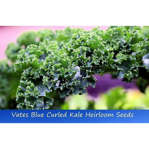 Vegetable SEEDS- -Vates Blue Curled Kale -50 Heirloom Seeds -All Natural  -Classic Flavorful Vegetable- Garden Heirloom - Serendipity Seeds