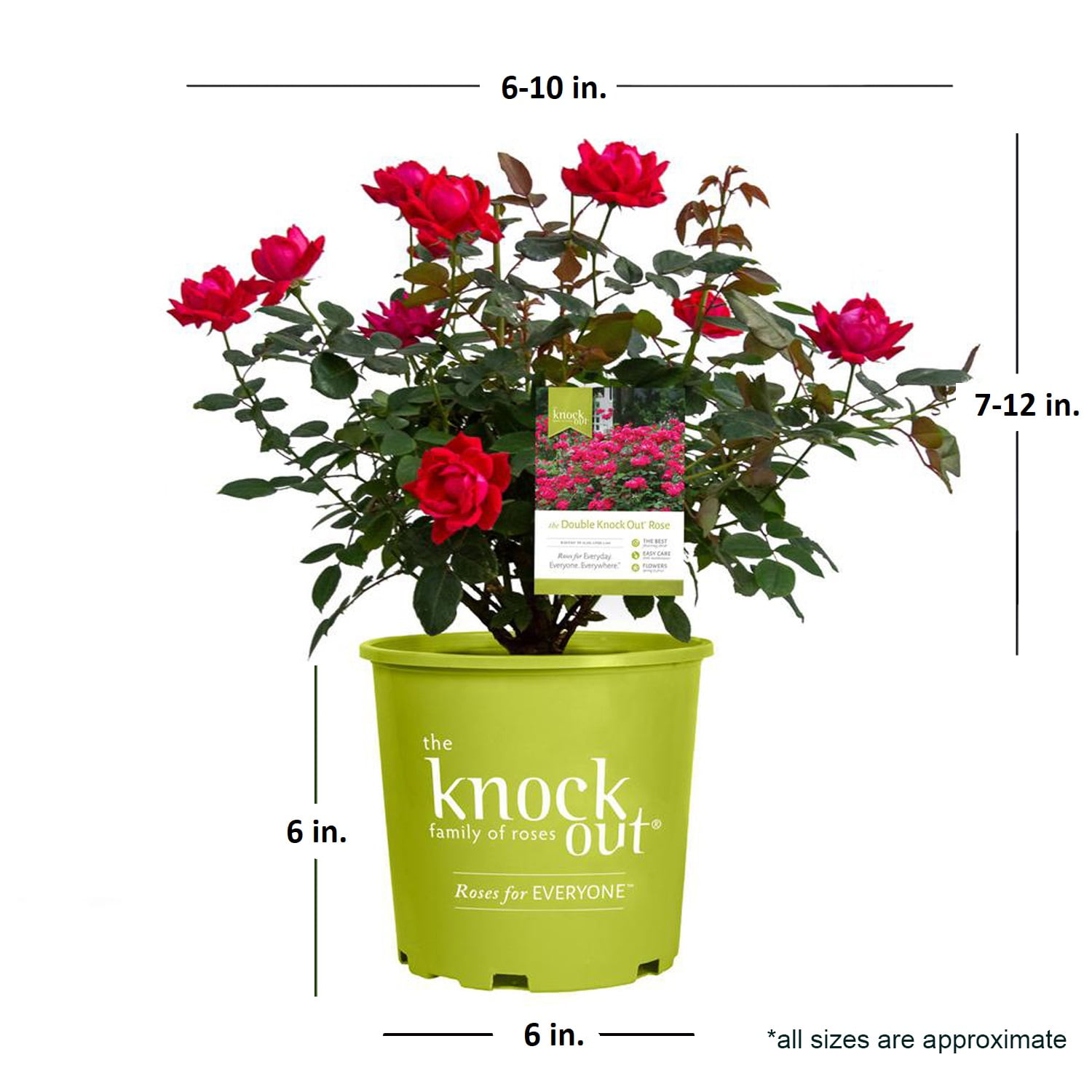 The Knock Out® Family of Roses 'The Red Double Knock Out® Rose' Live Shrub in 1-Gallon Grower Pot