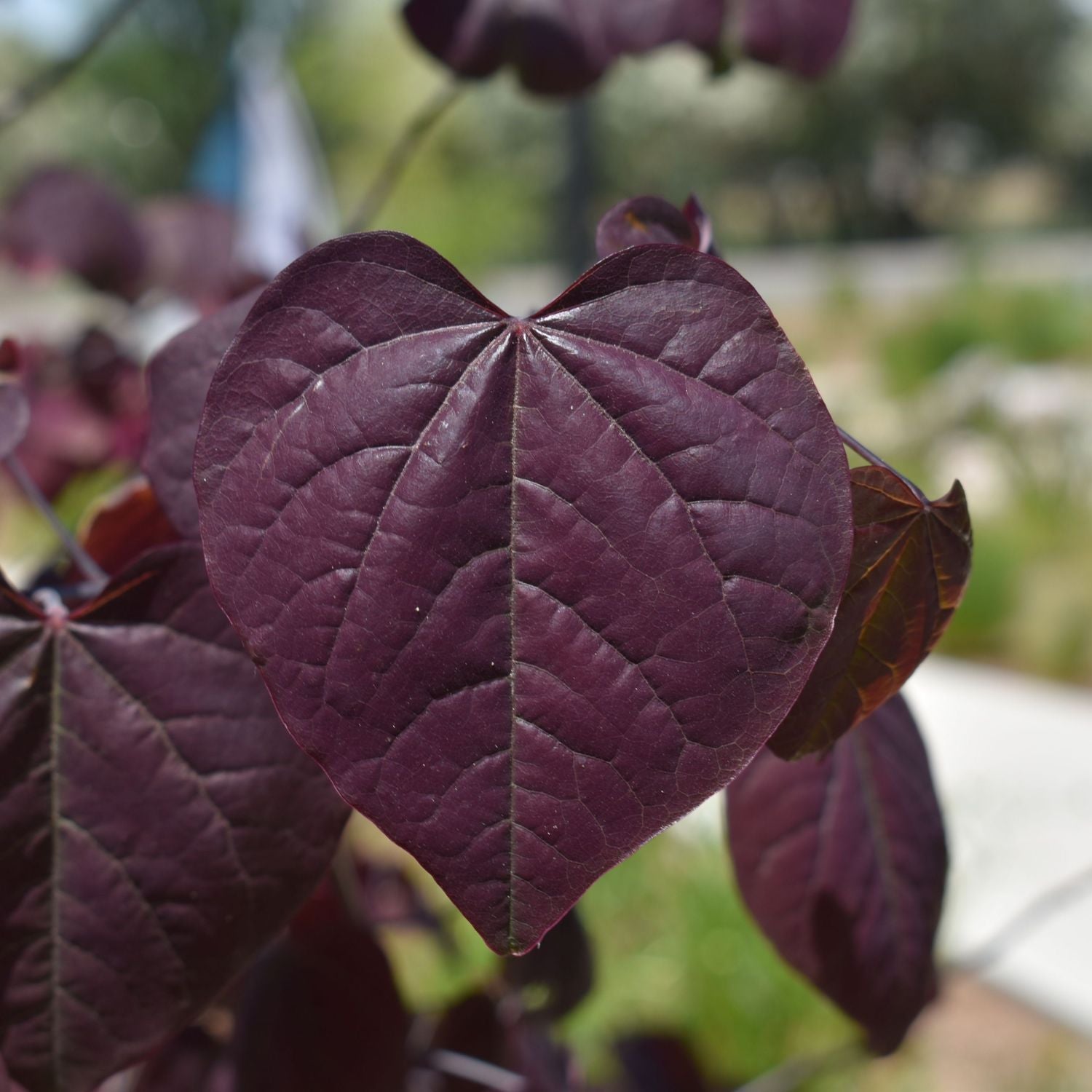 Expert Gardener 2-3 ft. tall Black Pearl Redbud Tree in 5- Gallon Grower Pot