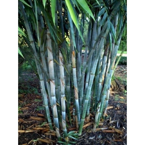 50 Blue Bamboo Seeds – Fast-Growing Bamboo Grass Seeds for Privacy Screens & Tropical Landscaping – Outdoor Garden & Large Pots
