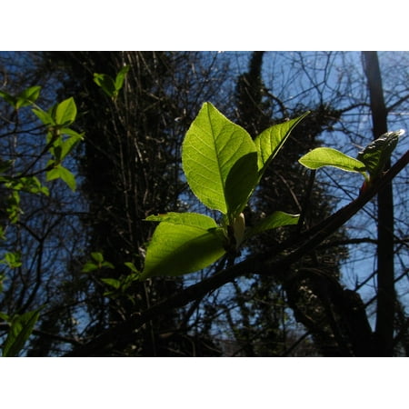 Spring Foliage - Framed Art for Your Wall Foliage Wood Spring 10x13 Frame