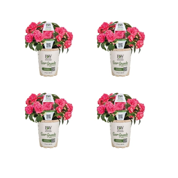 Proven Winners 4" Pink Rockapulco Coral Reef Double Impatiens Live Plant in 4.25" Pot (4 Count)