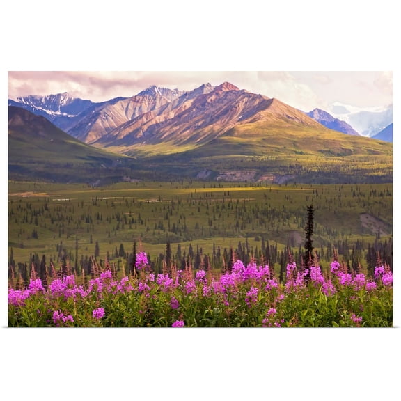 Great BIG Canvas | Rolled Mike Criss Poster Print entitled View of the Chugach Mountains with fireweed in the foreground along the Glenn Highway