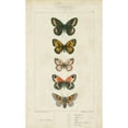 thumbnail image 3 of Pauquet 10x14 Black Modern Framed Museum Art Print Titled - Pauquet Butterflies VI, 3 of 5