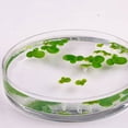 thumbnail image 1 of OULII 54Pcs Aquarium Floating Grass Light Green Simulated Plant for Tanks, 1 of 8