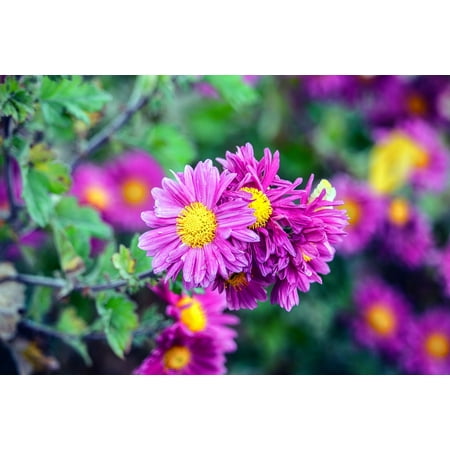 Laminated Poster Pink Wallpaper Blossom Nature Green Bloom Spring Laminated Poster Pink Wallpaper Blossom Nature Green Bloom Spring Print 11 X 17