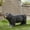 Black 5, variant on Light Brown MGO Dog Bench for Outdoor Patio, No Assembly Required, 31.5 Inch Garden Seating with Labrador Design