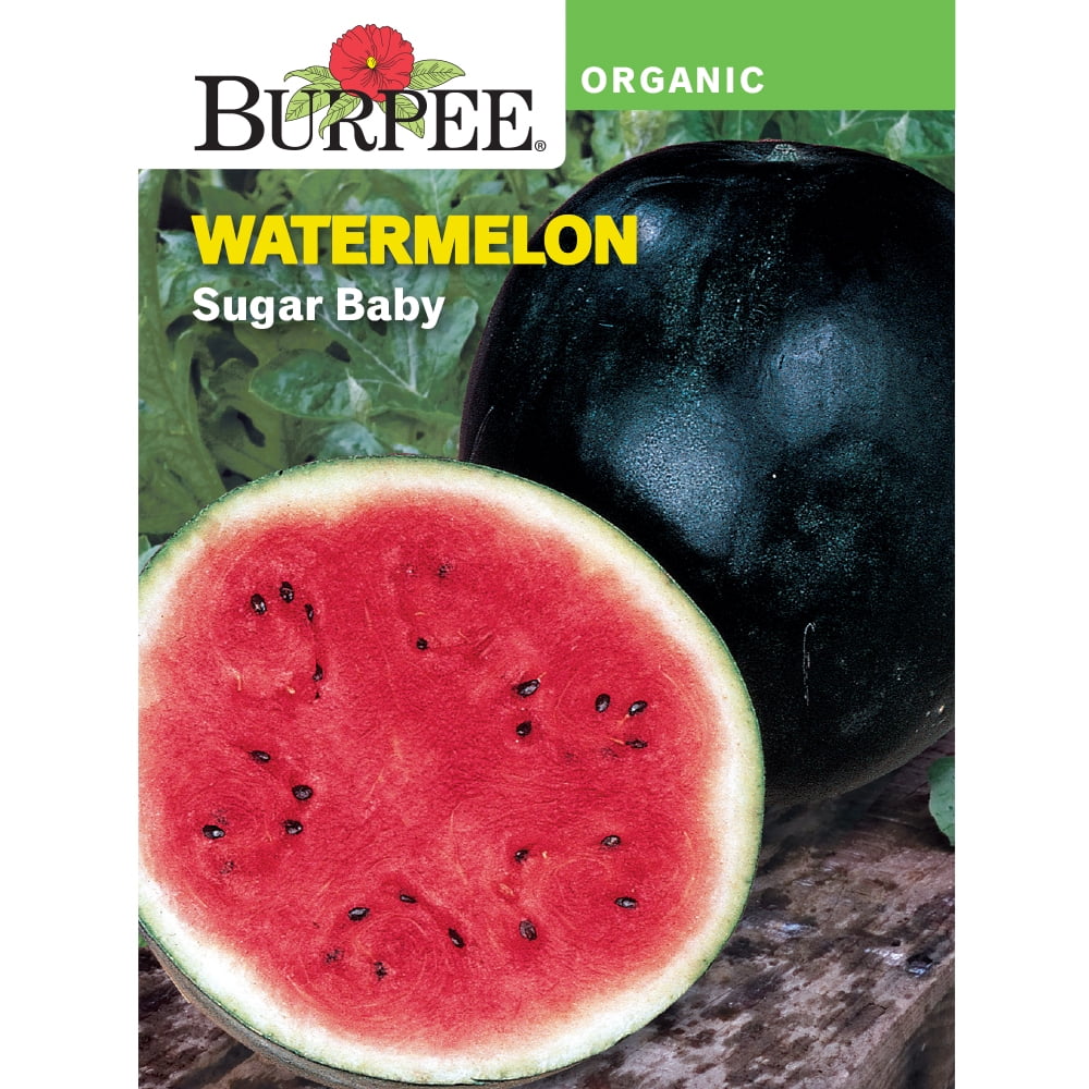 Burpee Organic Sugar Baby Watermelon Vegetable Seed, 1