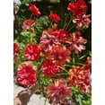 thumbnail image 3 of GSDWIUEW Butterfly Ranunculus Bulbs Buttercup Bare Roots for Planting Canada, Perennial Flower Ranunculus asiaticus, Double Ranunculus Bare Roots for Cut Flowers Garden Indoor Outdoor (30, Musa), 3 of 7