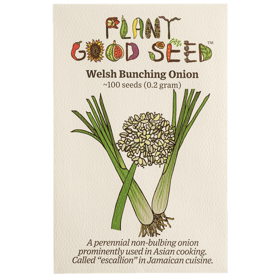 Plant Good Seed Welsh Bunching Onion Seeds for Planting, 100 Seeds