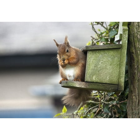 England Trunks - Red Squirrel (Sciurus Vulgaris) Sitting On A Bird House Hung On A Tree Trunk Northumberland England Stretched Canvas - John Short Design Pics (18 x 12)