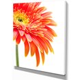 thumbnail image 2 of Orange Gerbera on White Background - Floral Canvas Art Print, 2 of 3